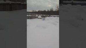 зимовка пчел в кировской области