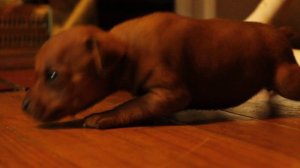 3 WEEK OLD MINIATURE PINCHER MIN PIN PUPPIES IN MY FIRST 1080 P MOVIE