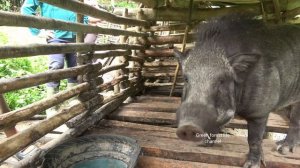 Robert sells pigs. Robert | Green forest life