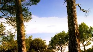 Minuscule S01E44 Cicada do brazil