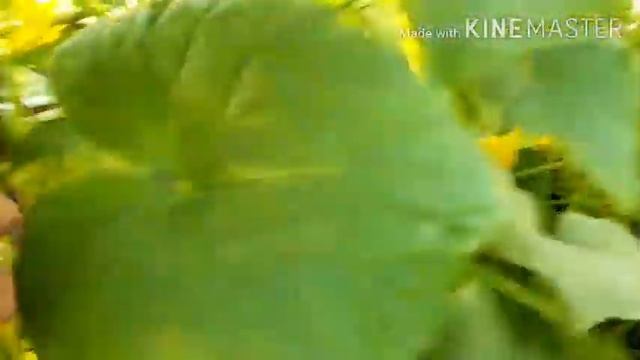 #яйца #несушки Куры молодки молодцы. Обзор сада.