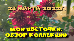 Обзор рассады цветов март.