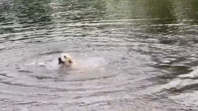 What to do if your dog is afraid to swim? Что делать, если Ваша собака боится плавать? смотреть онлайн