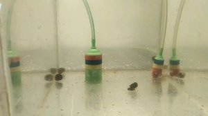 Мальки вуалевых анциструсов, готовлю воду для нереста(кого нерестить?)