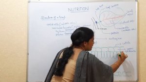 2.Nutrition Structure of leaf and TS of leaf