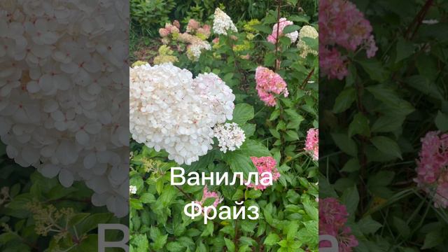Гортензия метельчатая, обзор, основные характеристики