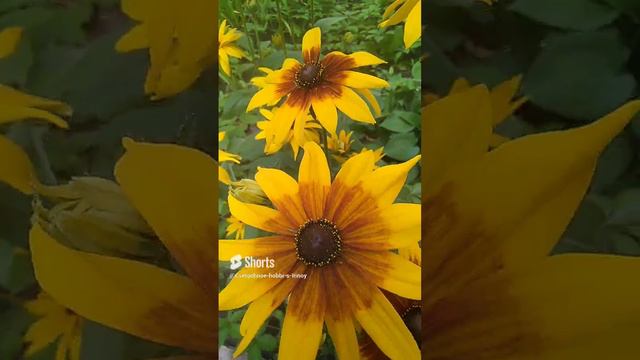 Рудбекия #рудбекия #цветы #лето #garden