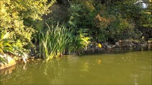 Ловля щуки и техника заброса под камыш.My fishing.Сasting under the reeds