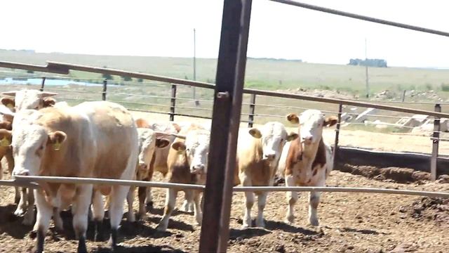 Порода симментал