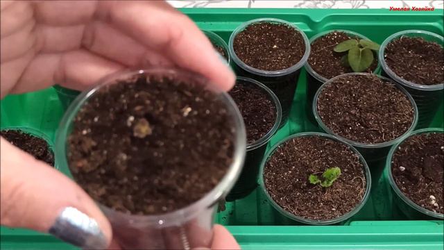 Свежие 🌺 КЛУБНИ  ГЛОКСИНИЙ ✅ ЧАСТЬ 1