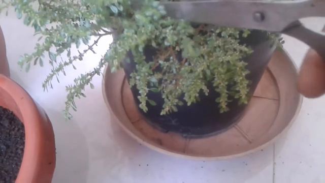 How to Propagate Cactus & Succulents.. смотреть онлайн