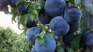 Гибридная слива Блек Амбер на 19 августа 2020г.