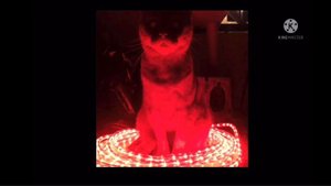 Demonic little grey cat Theme Phase 2 1 hour seamless loop