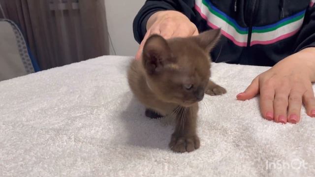 Астинави кэтс. Помет Б, кошечка Беатриса смотреть онлайн