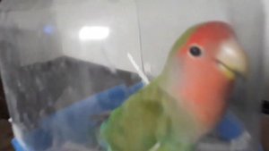 Попугай неразлучник говорит  "привет" !