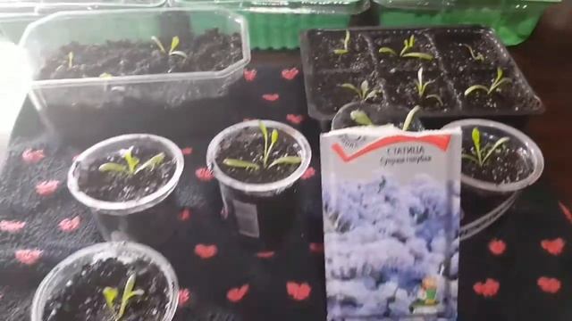 Статица голубая смотреть онлайн