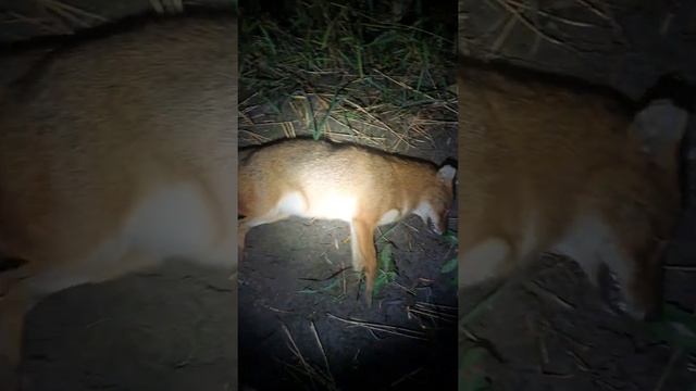 Шакал в Украине...Страшное животное для охотхозяйства.После него остаеться выженная земля. смотреть онлайн