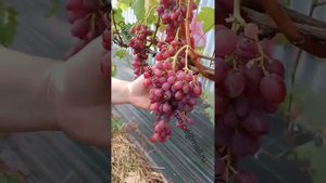 КИШМИШ ЛУЧИСТЫЙ. ЗАМЕЧАТЕЛЬНЫЙ КИШМИШ С МУСКАТОМ ДЛЯ ЕДЫ И ИЗЮМА. 2023 ГОД. ВИНОГРАД СРЕДНЕЙ ПОЛОСЫ