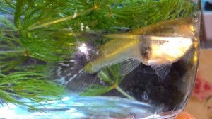 гуппи рожает роды живородящие рыбы