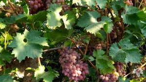 План работ на винограднике в сентябре