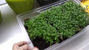 Рассада всегда получается красивая и здоровая