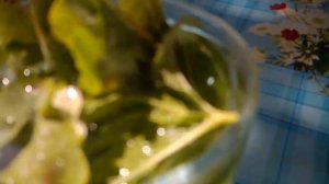 лечебный чай из чистотела. как сделать?