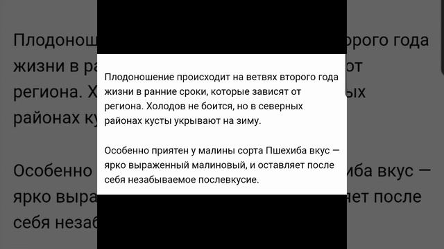 Малина сорт Пшехиба — малиновая сенсация!!! Характеристики и описание. смотреть онлайн