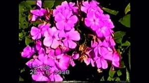 Музыка цветов