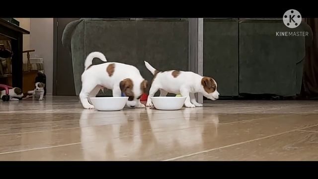 Джек рассел терьер 1, 5месяца щенятам смотреть онлайн