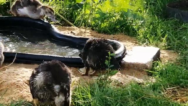 Купание утят. Индоутята. 1 месяц.