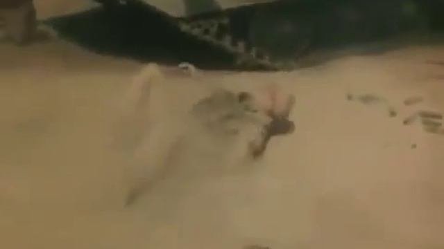 Сергей Тимошенко  Сон