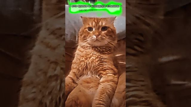 #Приколы #Животные #Кот #Собака #Юмор #Смехдослез
#Prikoly #Zhivotnyye #Kot #Sobaka #Yumor #Smekhdos