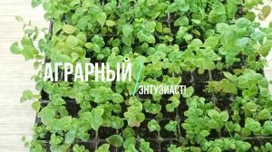 Голубика Chanticleer, Шантеклер ex.Vitro 2023. Получили из лаборатории