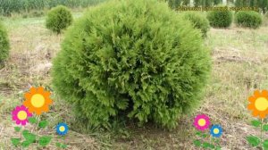 Туя западная Глобоза. Краткий обзор, описание характеристик thuja occidentalis Globosa