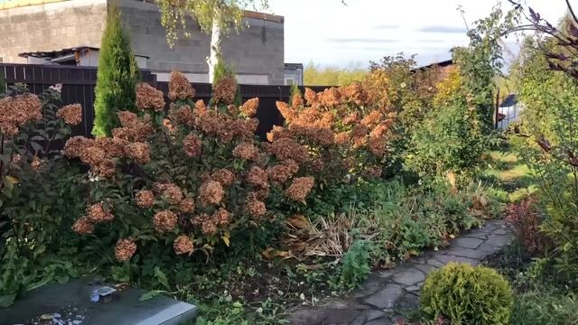 Обновляю клумбу с вейгелами и пионами. Роскошное цветение вейгел и пионов.Пересаживаю растения. смотреть онлайн