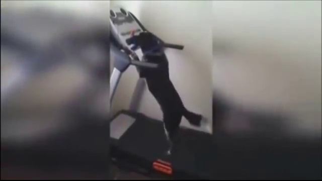 Собака и кроссфит смотреть онлайн