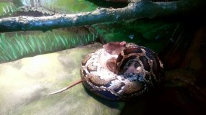 Гоша - Тигровый питон