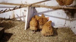 Орпингтон палевый. Антистрессовая порода кур? тискаем и наслаждаемся