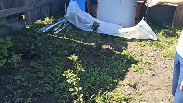 Прижились ли саженцы с FIX PRACE за 100 рублей??? Самые дешевые саженцы! фикс прайс радует ценами:) смотреть онлайн