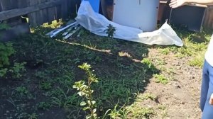 Прижились ли саженцы с FIX PRACE за 100 рублей??? Самые дешевые саженцы! фикс прайс радует ценами:)