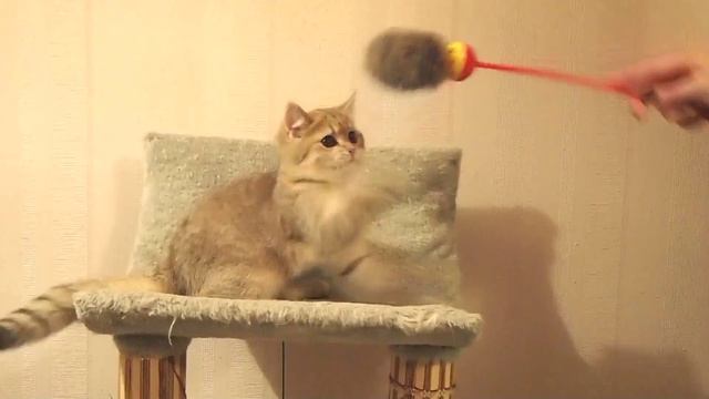 Золотой британский котенок
