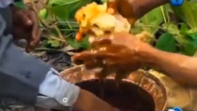 Как "откачивают" мед от диких пчел (Непал) смотреть онлайн