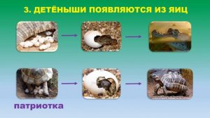 Тема 12. Пресмыкающиеся