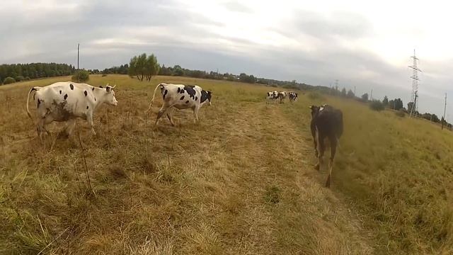 РАЗГОВОР С ПАСТУХОМ. Сколько зарабатывает? Сколько коровы дают молока? смотреть онлайн