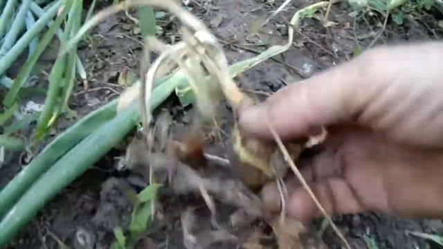 Вирощування цибулі в різні строки..осіння і весняна посадка смотреть онлайн