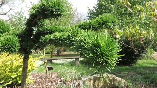 Larix kaempferi 'Krejčí' modřín japonský 'Krejčí' смотреть онлайн