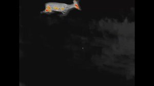 Охота на самца косули  Вепрь 1В 2023.Поиск подранка с ягдтерьером saim sct35v2