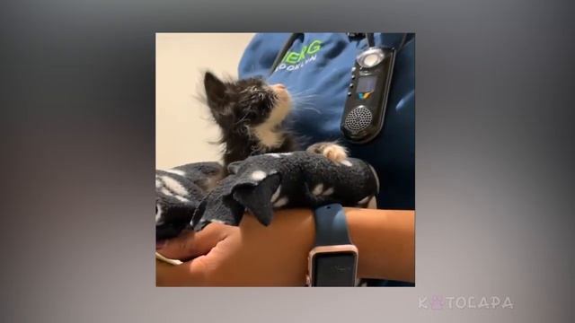 Волнительное спасение раненого котенка смотреть онлайн