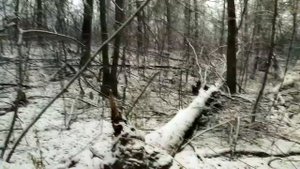 Охота на куницу с лайкой . Молодая лайка . Начало есть !