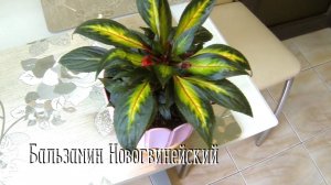 БАЛЬЗАМИН Новогвинейский. Болталка. Теплички.